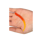 Segworm 8 cm – Fire UV (versch. Aromen)