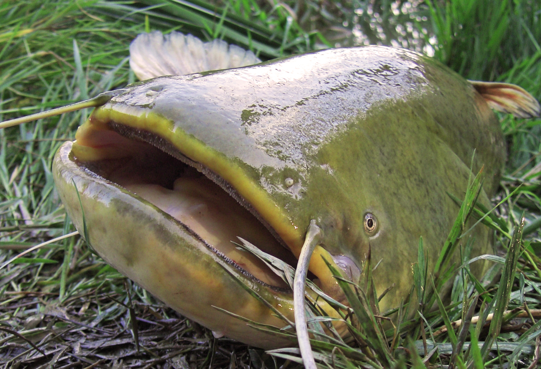 Welse fischen: Der ultimative Leitfaden für erfolgreiche Angler