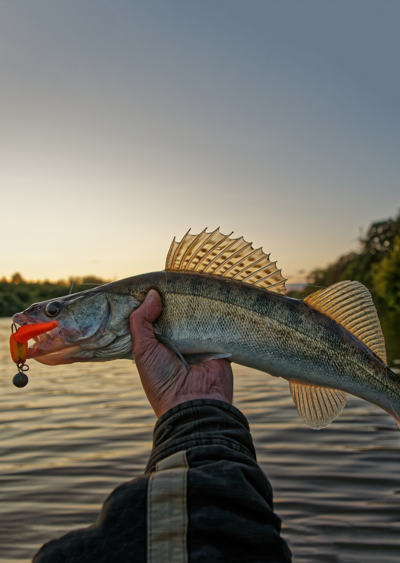 Die besten Köder für Zander – Tipps und Empfehlungen für Zander-Angler